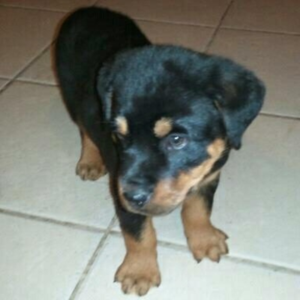 Meet your Posher, Ivy